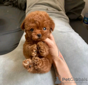 Photo №2 to announcement № 116614 for the sale of poodle (toy) - buy in Finland private announcement, breeder