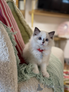 Photo №1. ragdoll - for sale in the city of Alta | negotiated | Announcement № 156479