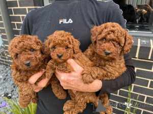 Photo №3. 2 TINY TOY POODLE BOYS. Netherlands