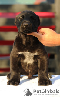 Photo №4. I will sell central asian shepherd dog in the city of Šabac. breeder - price - negotiated