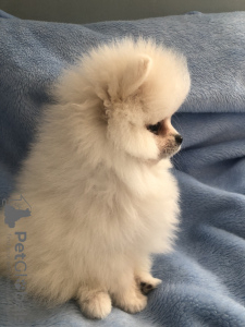 Photo №1. pomeranian - for sale in the city of Уэксфорд | 1585$ | Announcement № 36353