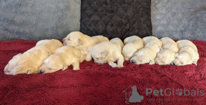 Additional photos: GOLDEN RETRIEVER PUPPIES