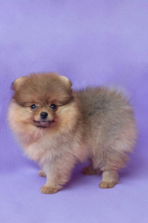 Photo №1. pomeranian - for sale in the city of Москва | 402$ | Announcement № 1976