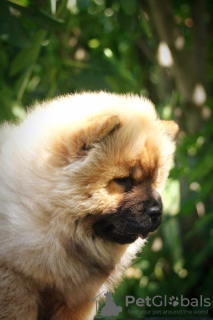 Photo №4. I will sell chow chow in the city of Paraćin. breeder - price - negotiated