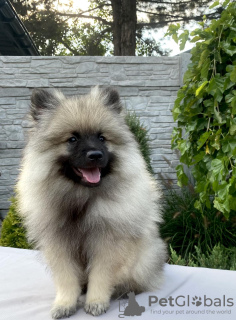 Photo №1. german spitz - for sale in the city of Krivoy Rog | 528$ | Announcement № 65719