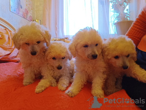 Photo №4. I will sell poodle (dwarf) in the city of Tallinn. private announcement - price - 1268$