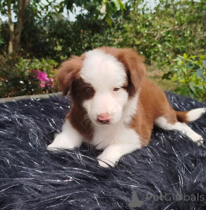 Photo №2 to announcement № 168861 for the sale of border collie - buy in Czech Republic private announcement