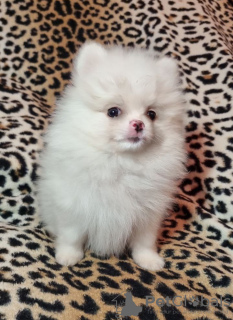Photo №3. Puppies. Spitz. Selling.. Russian Federation