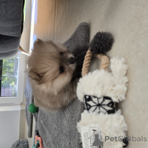 Photo №1. pomeranian - for sale in the city of Hannover | 1882$ | Announcement № 138657