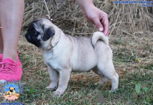 Photo №1. pug - for sale in the city of Minsk | 792$ | Announcement № 55245