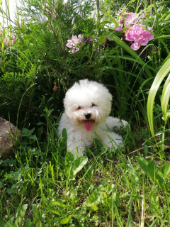 Photo №1. bichon frise - for sale in the city of Minsk | 700$ | Announcement № 4223