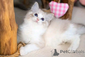 Photo №2 to announcement № 159486 for the sale of ragdoll - buy in Israel breeder