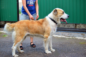 Photo №1. Mating service - breed: central asian shepherd dog. Price - 474$