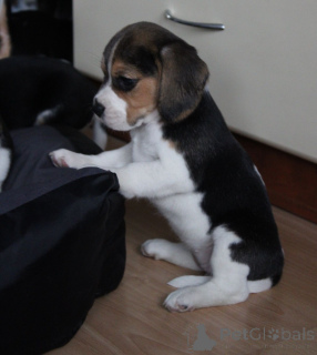 Photo №2 to announcement № 161220 for the sale of beagle - buy in Germany 