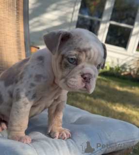 Photo №1. english bulldog - for sale in the city of Clonmel | 258$ | Announcement № 178814