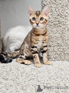 Photo №1. bengal cat - for sale in the city of Árskógssandur | negotiated | Announcement № 161300