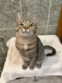 Photo №3. Charming teenage cat Aglaya is looking for a home. Russian Federation