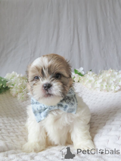 Photo №1. shih tzu - for sale in the city of Paris | negotiated | Announcement № 143145