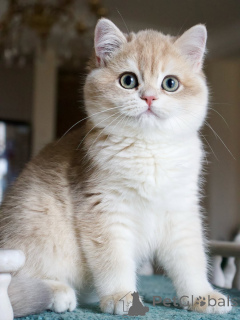 Photo №2 to announcement № 159566 for the sale of british shorthair - buy in Iceland private announcement