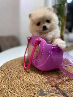 Photo №2 to announcement № 79673 for the sale of pomeranian - buy in Macedonia 