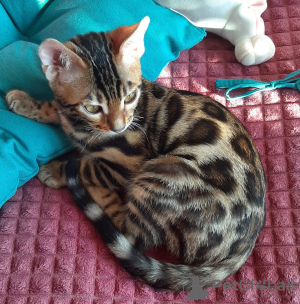 Photo №1. bengal cat - for sale in the city of Minsk | 470$ | Announcement № 17621