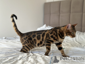 Additional photos: Gorgeous Bengal boy