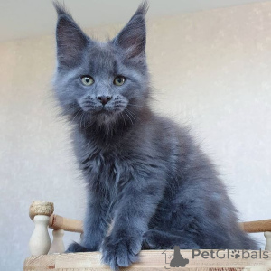 Photo №4. I will sell maine coon in the city of Berlin. private announcement - price - 847$