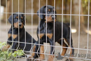 Photo №4. I will sell dobermann in the city of Belgrade. breeder - price - negotiated