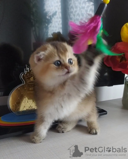 Photo №4. I will sell scottish fold in the city of Kishinev. from nursery, breeder - price - 528$