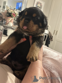 Photo №1. rottweiler - for sale in the city of Richmond | 400$ | Announcement № 100359