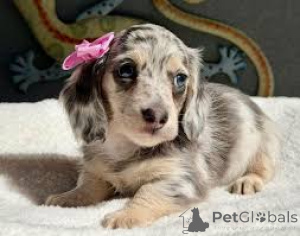 Photo №2 to announcement № 165596 for the sale of dachshund - buy in Netherlands private announcement, breeder