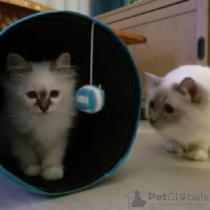 Photo №1. birman - for sale in the city of Berlin | 317$ | Announcement № 70407