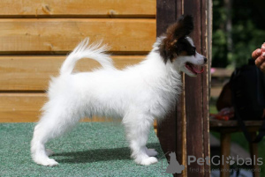 Additional photos: Papillon puppy.