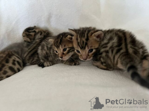 Photo №1. bengal cat - for sale in the city of Berlin | Is free | Announcement № 126349