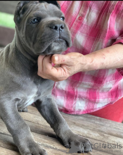 Photo №1. cane corso - for sale in the city of Kiev | 1419$ | Announcement № 11324