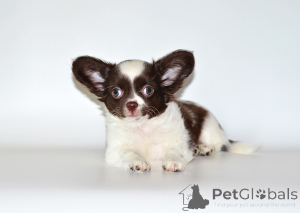 Photo №3. Give yourself happiness. Chihuahua puppies.. Russian Federation