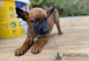 Photo №3. Malinois puppies. Serbia