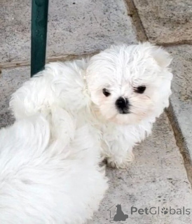 Photo №4. I will sell maltese dog in the city of Wolfsburg. breeder - price - 198$