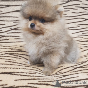 Photo №2 to announcement № 7833 for the sale of pomeranian - buy in Russian Federation private announcement