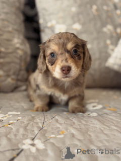 Photo №1. dachshund - for sale in the city of Bremen | negotiated | Announcement № 176444