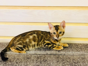 Photo №1. bengal cat - for sale in the city of Yekaterinburg | 200$ | Announcement № 7027