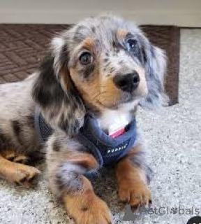 Photo №2 to announcement № 135898 for the sale of dachshund - buy in Germany 