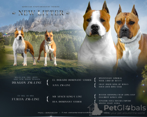 Photo №1. american staffordshire terrier - for sale in the city of Stara Pazova | negotiated | Announcement № 66580