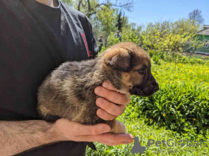 Additional photos: Gorgeous Pekingese puppies