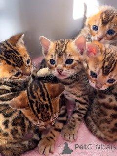 Photo №2 to announcement № 174847 for the sale of bengal cat - buy in Switzerland breeder
