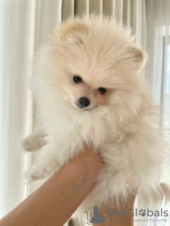 Photo №2 to announcement № 12983 for the sale of pomeranian - buy in Poland private announcement