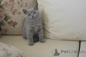Photo №4. I will sell british shorthair in the city of Bucharest. breeder - price - 565$