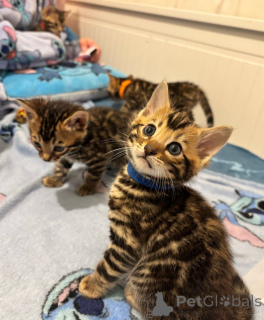 Photo №4. I will sell bengal cat in the city of Göttingen. breeder - price - 198$