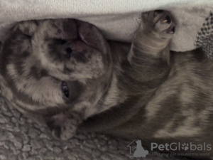 Photo №3. Erstaunliche französische Bulldoggen *Health*Papers*Dna. Germany