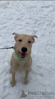 Additional photos: Puppy 9 months old, Labrador mix, looking for a new reliable family!